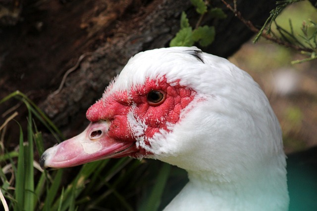 化作了美丽 化作了美丽